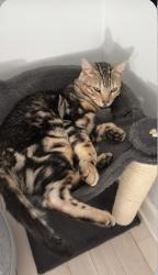 Reunited Male Cat last seen Near Engineer ln, Mint Hill, NC 28227