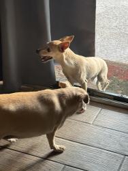 Found/Stray Unknown Dog last seen Washington/ Linn, Sunrise Manor, NV 89110