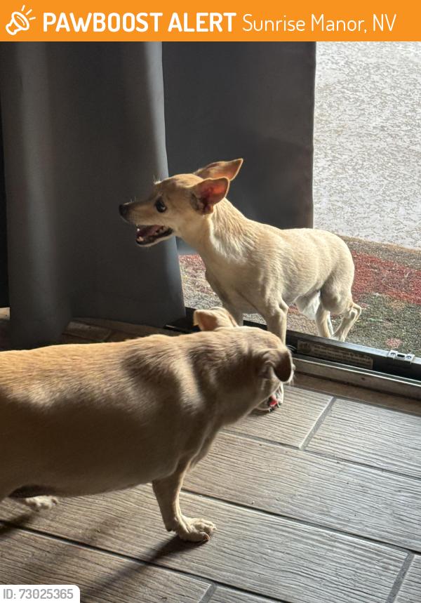 Found/Stray Unknown Dog last seen Washington/ Linn, Sunrise Manor, NV 89110