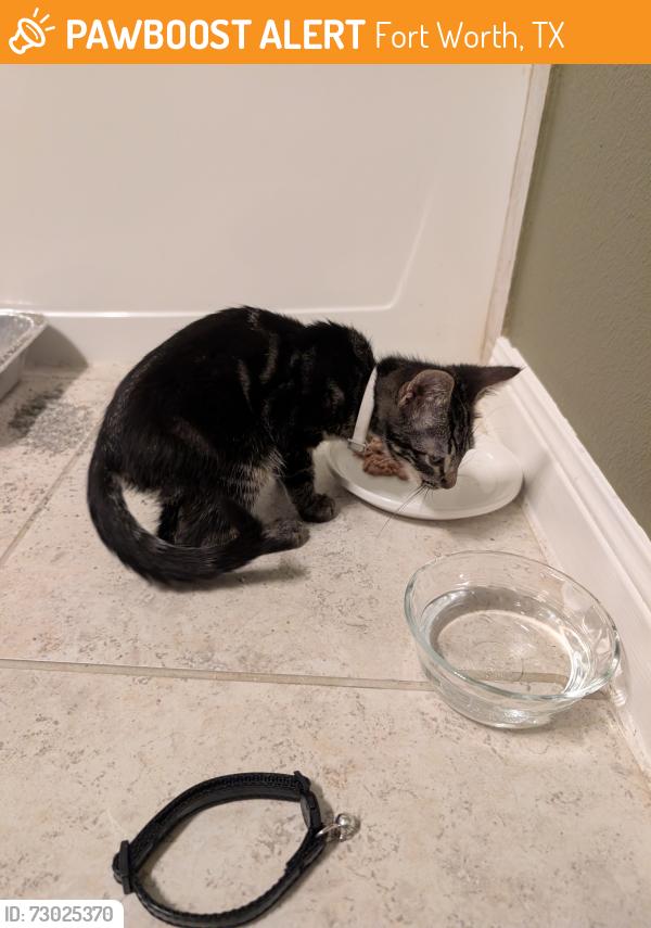 Found/Stray Male Cat last seen White Jade Dr, Stone Creek Ranch, Fort Worth, TX 76179