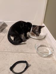 Found/Stray Male Cat last seen White Jade Dr, Stone Creek Ranch, Fort Worth, TX 76179