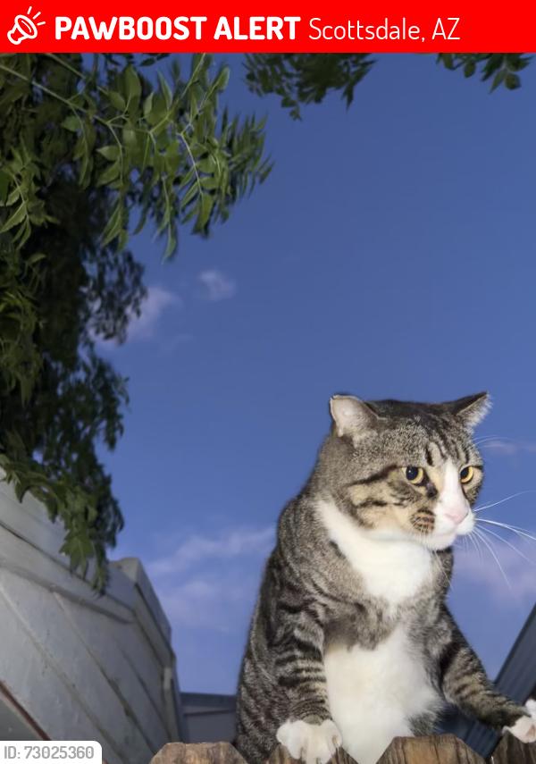 Lost Male Cat last seen Miller and Mckellips, Scottsdale, AZ 85288