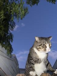 Lost Male Cat last seen Miller and Mckellips, Scottsdale, AZ 85288