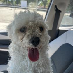 Found/Stray Male Dog last seen Sunol Street and Park Ave , San Jose, CA 95126
