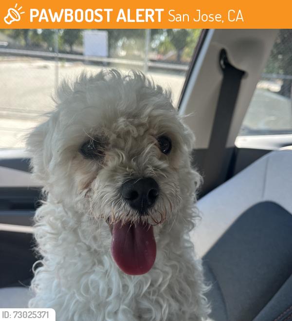 Found/Stray Male Dog last seen Sunol Street and Park Ave , San Jose, CA 95126