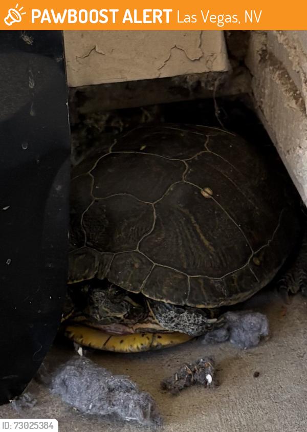 Found/Stray Unknown Reptile last seen Jones and Washington , Las Vegas, NV 89108