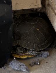 Found/Stray Unknown Reptile last seen Jones and Washington , Las Vegas, NV 89108