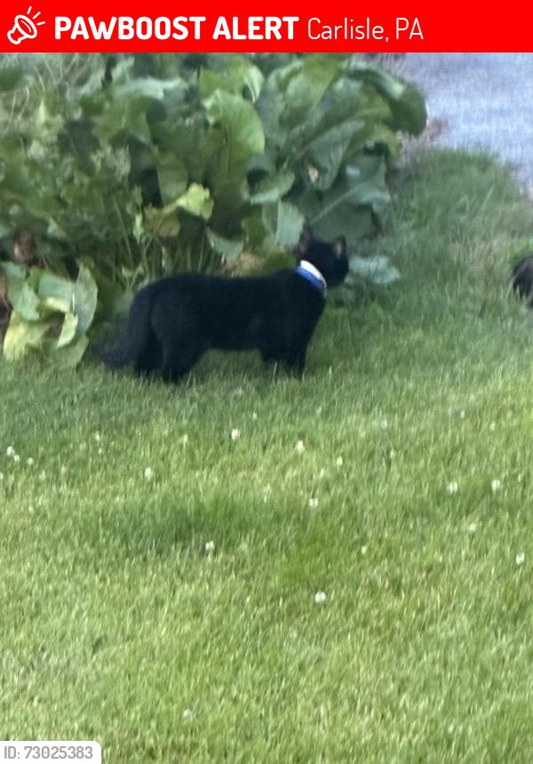Lost Unknown Cat last seen Near Napa in Carlisle in the bush messing with my outside babies I plan on taking when I’m 18, Carlisle, PA 17013