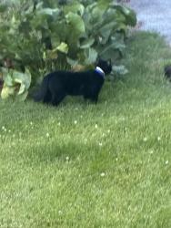 Lost Unknown Cat last seen Near Napa in Carlisle in the bush messing with my outside babies I plan on taking when I’m 18, Carlisle, PA 17013