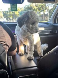 Reunited Female Dog last seen Near , Long Beach, CA 90808