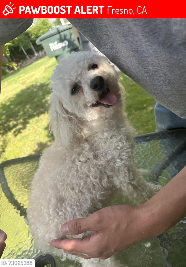 Lost Female Dog last seen Shields and Fresno, Fresno, CA 93726