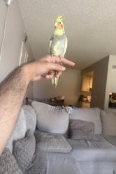 Lost Unknown Bird last seen Iceland (ice skating arena) on San Ramon road, Dublin, CA 94568