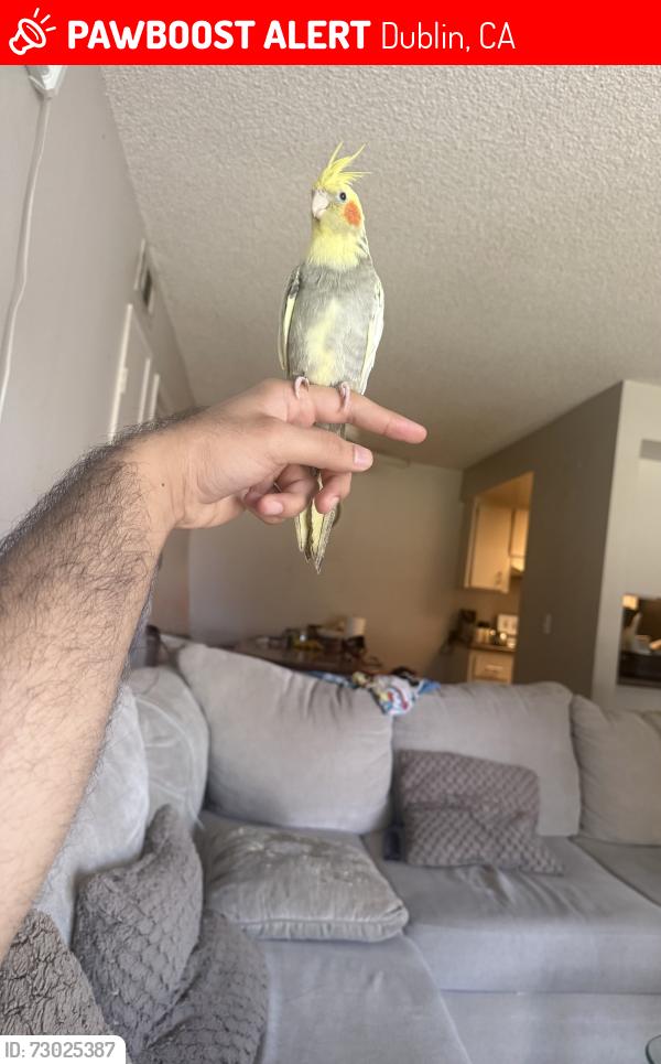 Lost Unknown Bird last seen Iceland (ice skating arena) on San Ramon road, Dublin, CA 94568