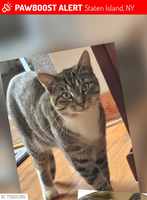 Lost Male Cat last seen Bradley Begals at Bradley ave. , Staten Island, NY 10314
