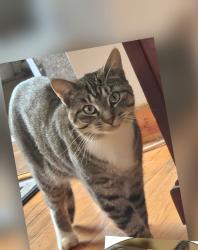 Lost Male Cat last seen Bradley Begals at Bradley ave. , Staten Island, NY 10314