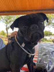 Reunited Male Dog last seen university greens, Riverside, CA 92507