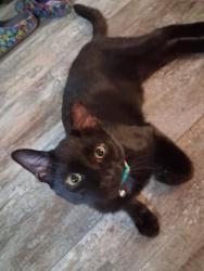 Lost Male Cat last seen Donnelly drive and Island view drive, Canyon Lake, TX 78133