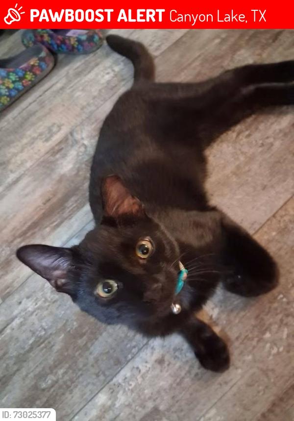 Lost Male Cat last seen Donnelly drive and Island view drive, Canyon Lake, TX 78133