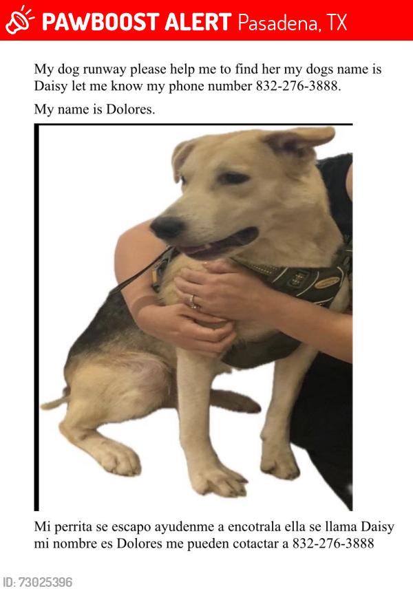 Lost Female Dog last seen Preston near to Bautista church , Pasadena, TX 77506