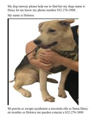 Lost Female Dog last seen Preston near to Bautista church , Pasadena, TX 77506