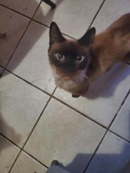 Lost Male Cat last seen Big Bend, San Antonio, TX 78250