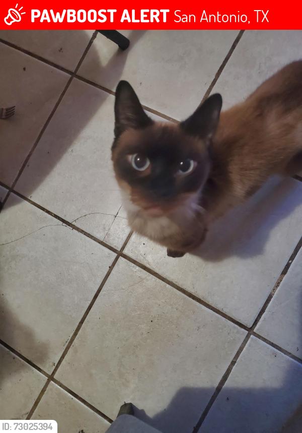 Lost Male Cat last seen Big Bend, San Antonio, TX 78250