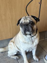 Found/Stray Male Dog last seen At the shelter waiting for his owner to locate him!!!, Tustin, CA 92780