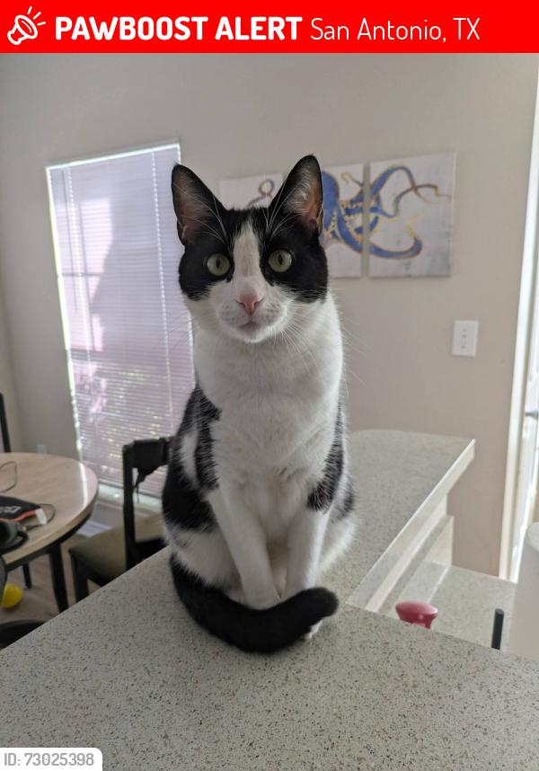 Lost Male Cat last seen Wildhorse Pkwy, San Antonio, TX 78254