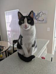 Lost Male Cat last seen Wildhorse Pkwy, San Antonio, TX 78254