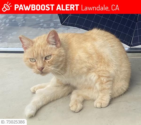 Lost Female Cat last seen 165th and Hawthorne, Lawndale, CA 90260