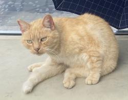 Lost Female Cat last seen 165th and Hawthorne, Lawndale, CA 90260