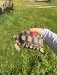 Lost Female Other last seen Near Kensington dr, Citrus Heights, CA 95610