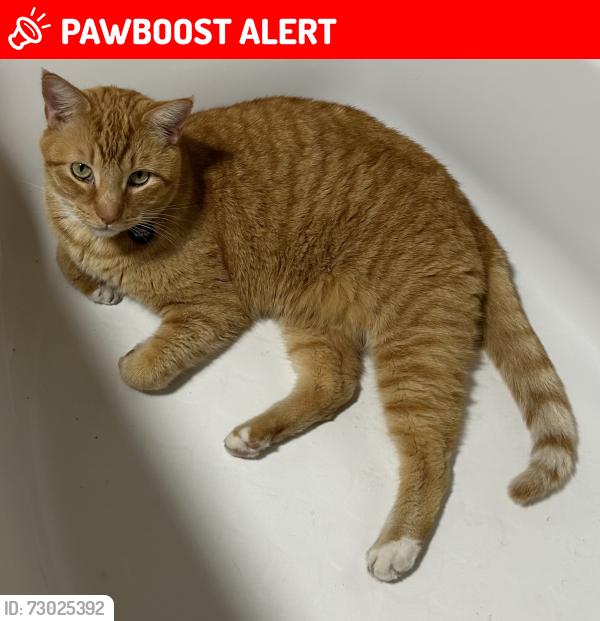 Lost Male Cat last seen Forest Lake Dr and Academy Dr, Altamonte Springs , Altamonte Springs, FL 32714