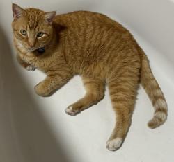 Lost Male Cat last seen Forest Lake Dr and Academy Dr, Altamonte Springs , Altamonte Springs, FL 32714
