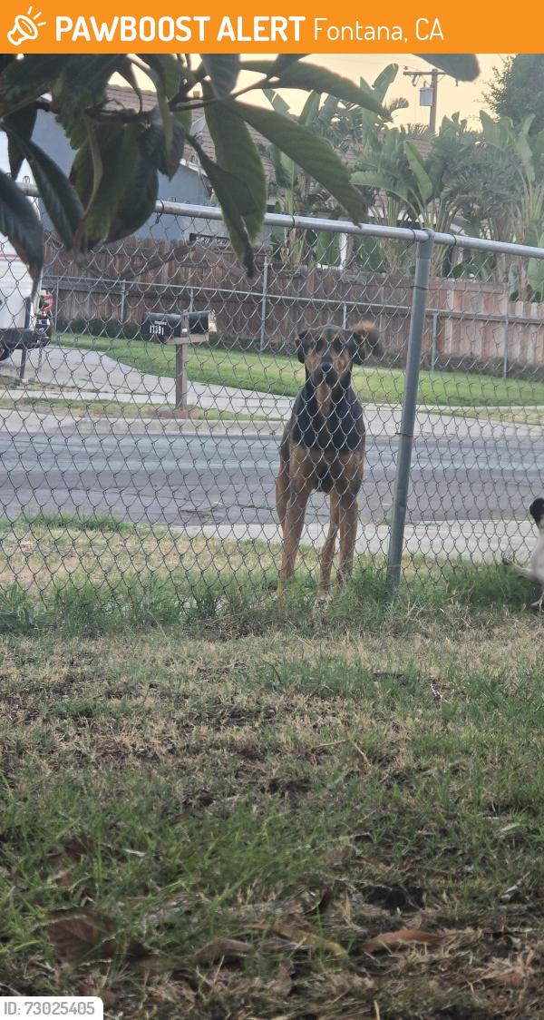 Found/Stray Unknown Dog last seen Palmetto avenue , Fontana, CA 92336