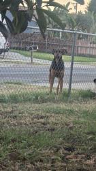 Found/Stray Unknown Dog last seen Palmetto avenue , Fontana, CA 92336