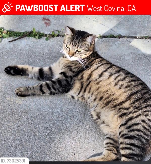 Lost Male Cat last seen Sunkist Ave near Garvey, West Covina, CA 91790
