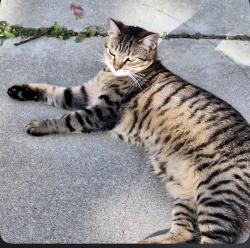 Lost Male Cat last seen Sunkist Ave near Garvey, West Covina, CA 91790