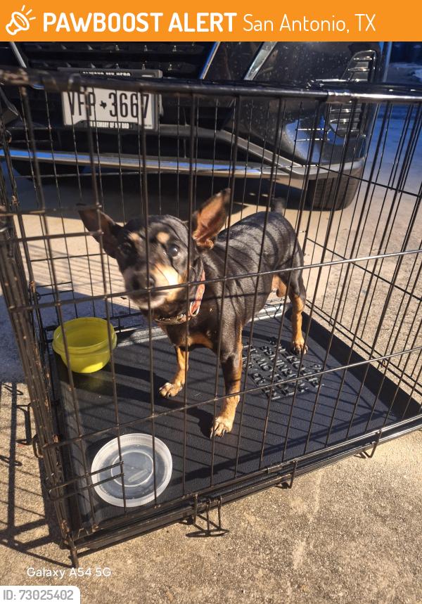 Found/Stray Female Dog last seen Ellison duckpond, San Antonio, TX 78245