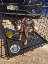 Found/Stray Female Dog last seen Ellison duckpond, San Antonio, TX 78245