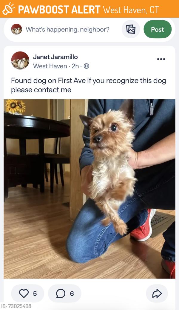Found/Stray Male Dog last seen First ave, West Haven, CT 06516