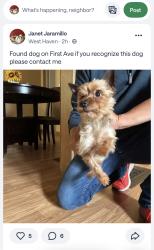 Found/Stray Male Dog last seen First ave, West Haven, CT 06516