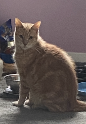 Lost Male Cat last seen Near W 31st Pl, Chicago, IL 60608