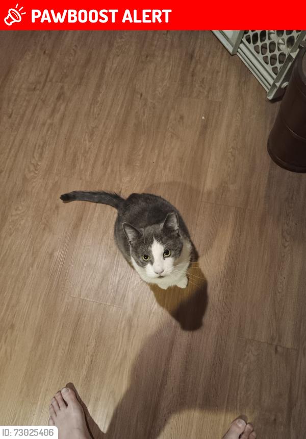 Lost Male Cat last seen New Cumberland library, New Cumberland, PA 17070
