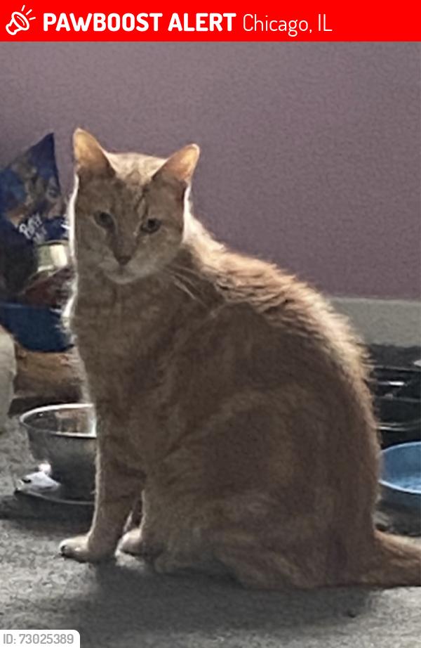 Lost Male Cat last seen Near W 31st Pl, Chicago, IL 60608