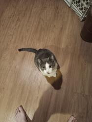 Lost Male Cat last seen New Cumberland library, New Cumberland, PA 17070