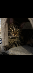 Lost Male Cat last seen Nuevo and Wilson, Perris, CA 92571