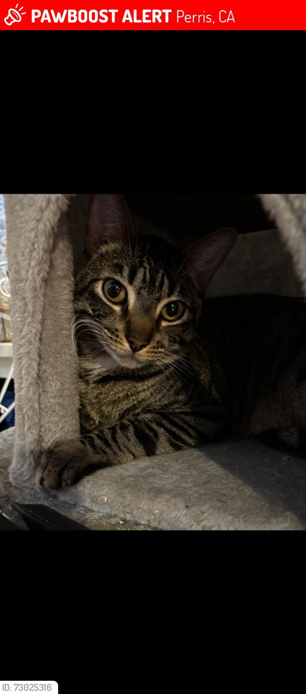 Lost Male Cat last seen Nuevo and Wilson, Perris, CA 92571