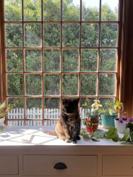 Lost Female Cat last seen Agawam and River Rd, Manchester, NH 03104