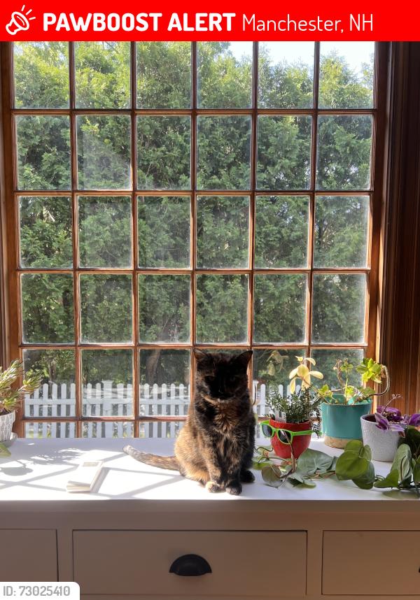 Lost Female Cat last seen Agawam and River Rd, Manchester, NH 03104